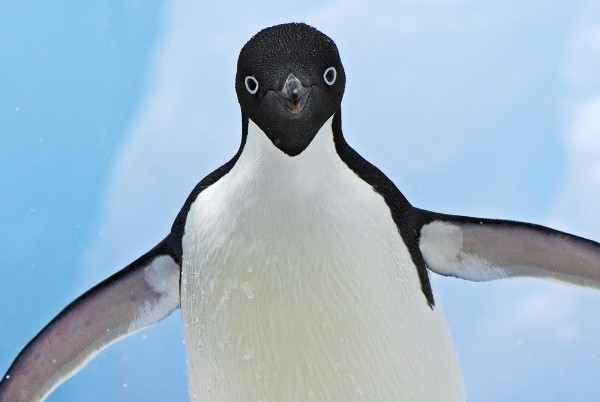 adelie-penguin-antarctica