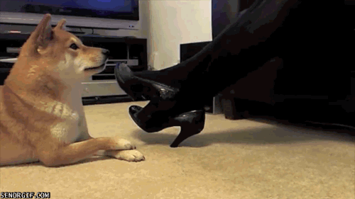 cute-dog-gif-learing-from-lady
