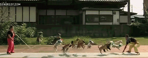 funniest-dog-gifs-dogs-jump-rope