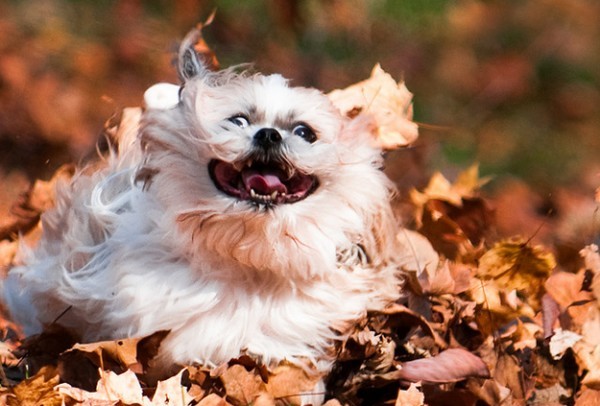 fall-dog-leaves