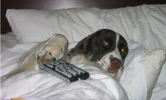 Dog-sleeping-in-bed