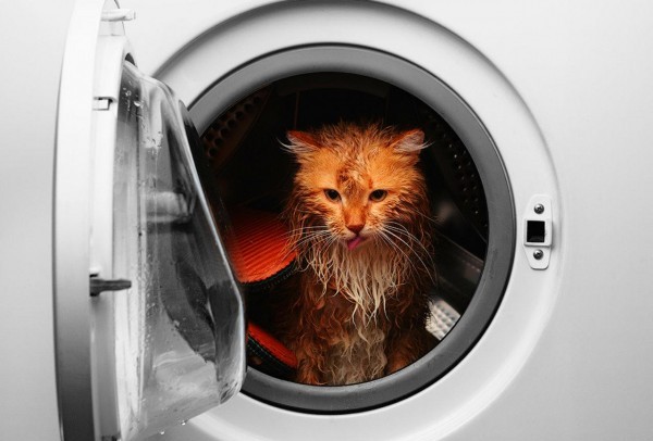 cat_in_washing