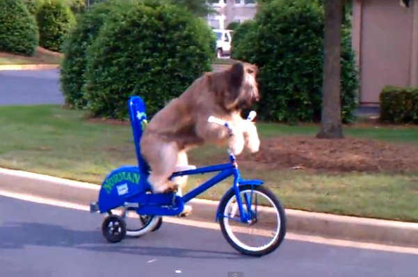 Dog-on-Bike