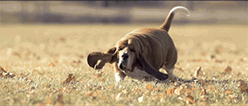 basset-hound-running-gif