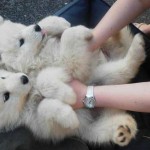 10 kutyás gif, amitől felrobban a cukiságbomba