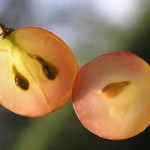 10 tipp immunerősítésre
