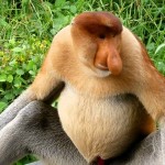 10 állat, ami ijesztőbben néz ki, mint te másnaposan